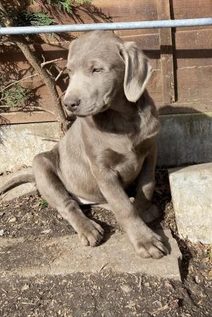 Image 8 of 5 generations pedigree silver Labrador puppies