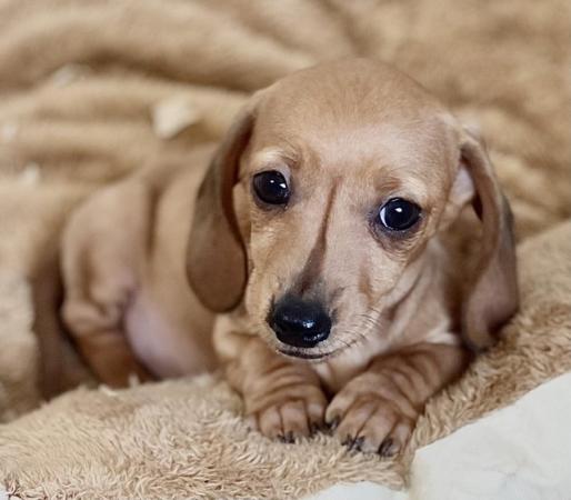 Image 1 of Gorgeous cream/black and tan miniature dachshund pups