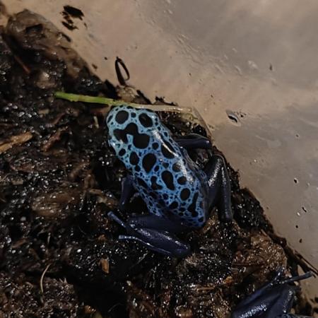 Image 3 of Dendrobates Tinctorius Azureus (Blue Poison Dart Frogs)