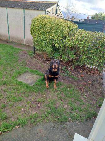 Image 2 of Male rottwileer called Rudy needs a good home