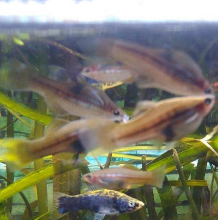 Image 5 of Silver Neon Swordtail tropical fish Group Of 5 Young Fish (N