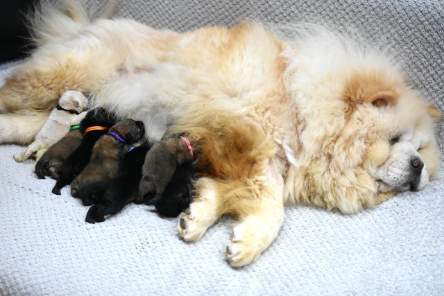 Image 8 of Chow chow puppies **READY TO GO**