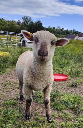Image 2 of Ram lamb sheep crosses for sale