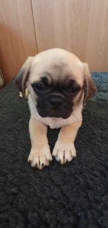Image 3 of Puggle puppies. 2 females available. 12 weeks old. £700
