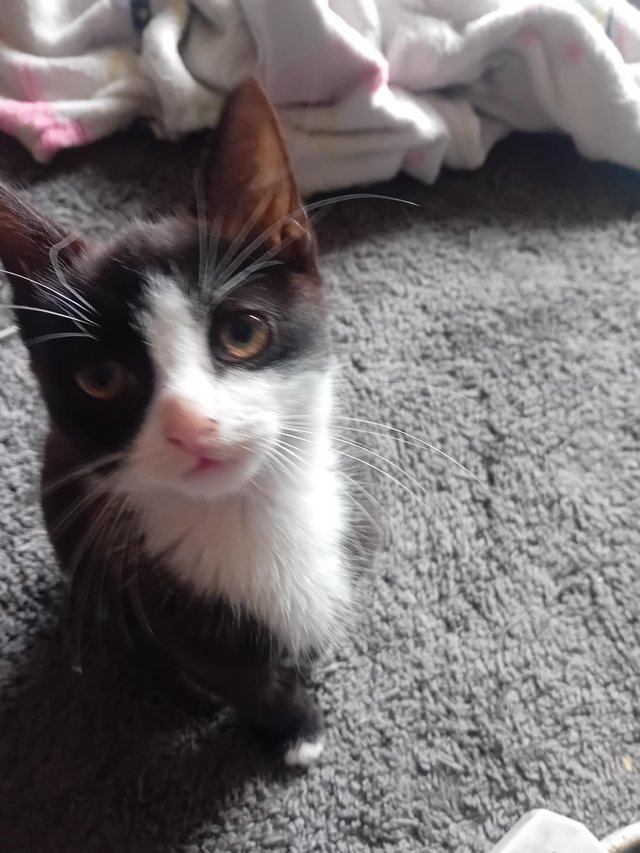BEAUTIFUL!! Kittens, ready to go to there new homes! — photo 4 of 4