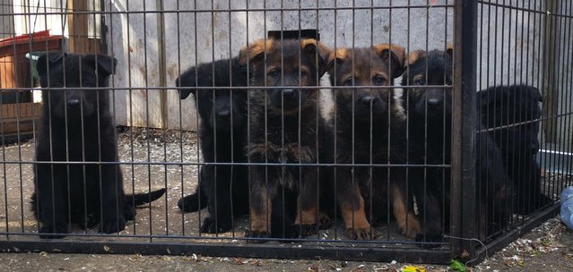 Image 8 of Top Quality German shepherd puppies