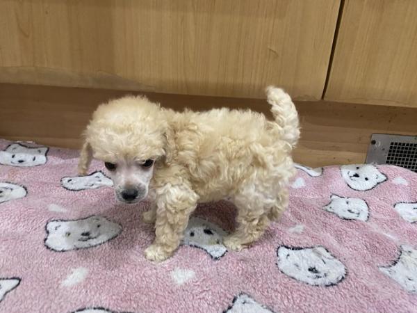 Image 5 of READY NOW Toy Poodle puppies (DNA Health tested parents)