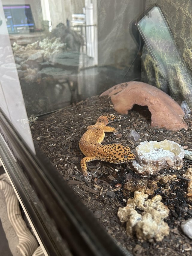 Preview of the first image of Male tangerine leopard gecko.