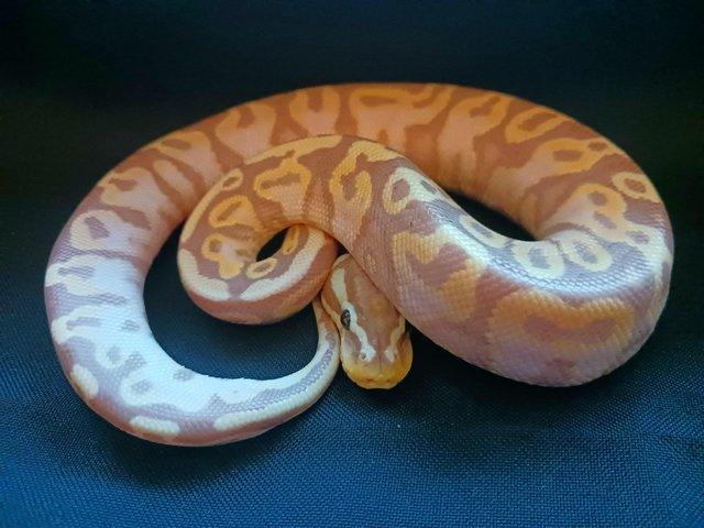 Preview of the first image of Cb2023 pastel yellow belly/gravel orange dream sugar poss he.