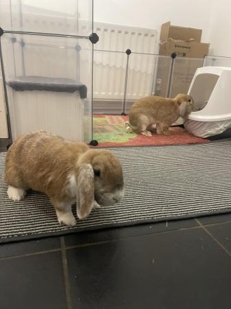 Image 1 of A pair of mini lop rabbits