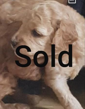 Image 4 of Cockapoo Puppies all sold