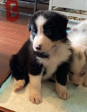 Image 10 of Home reared Border collie pups