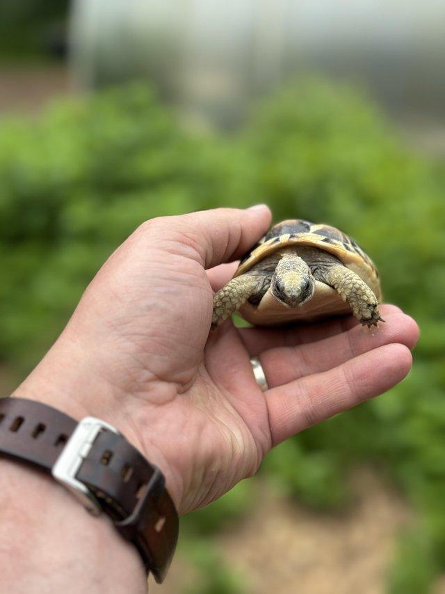 Preview of the first image of UK Captive Bred Baby Tortoise for sale.