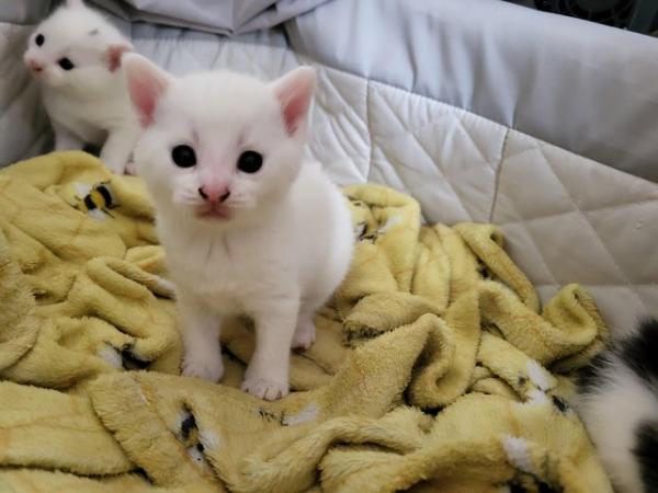 Image 6 of 2 male kittens (pure white sold)