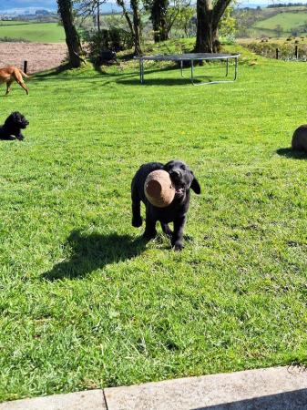 Image 3 of Beautiful black lab pups ready now