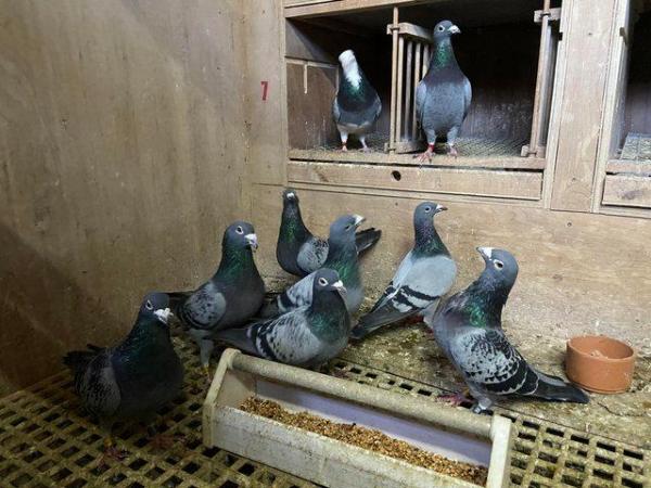 Image 2 of Top quality pigeon sprint to middle distance breeding stock