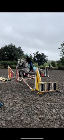 Image 1 of 16.1 all rounder mare…….