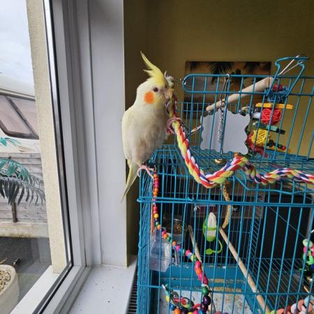 Image 4 of 4 months old Male tame cockatiel +cage +toys