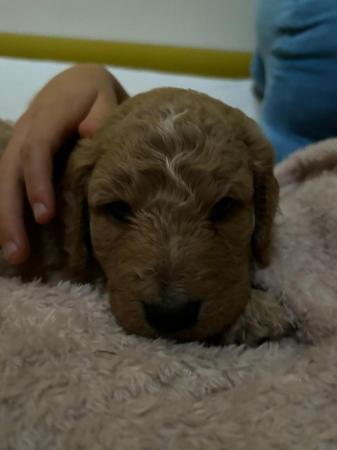 Image 19 of F1B Goldendoodle Puppies *Viewings Now*