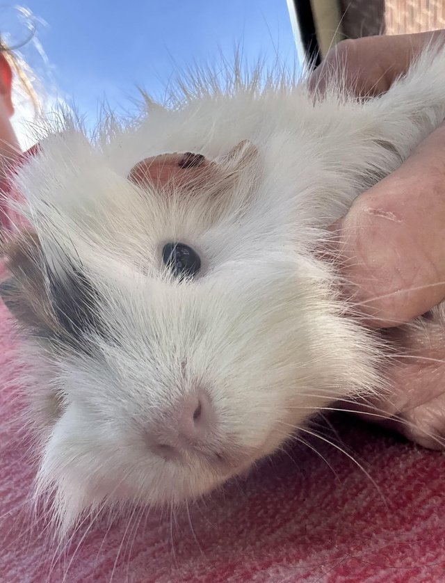 Preview of the first image of Beautiful fluffy guinea pig.