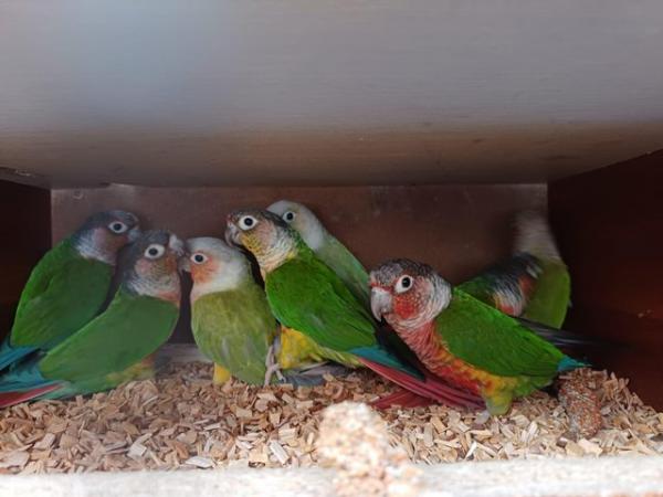 Image 6 of Baby pineapple conures looking for loving homes different mu