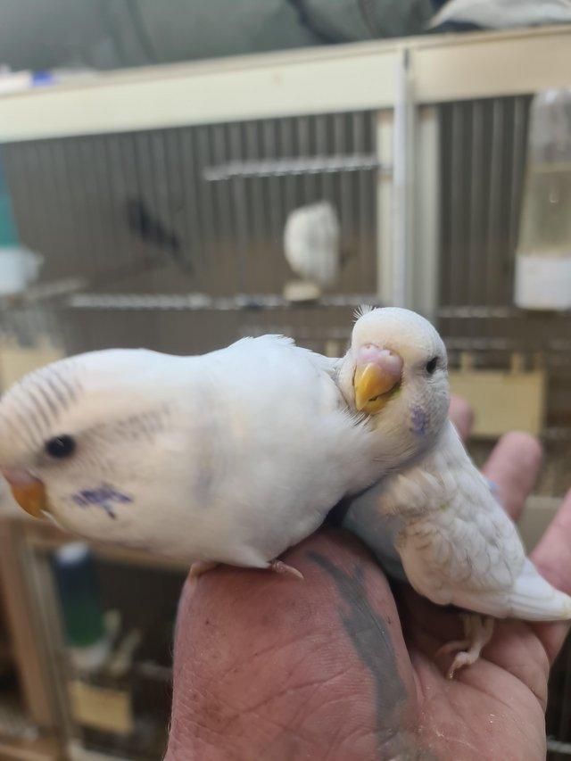 Preview of the first image of Baby hand tame budgies nearly ready to go to there new homes.