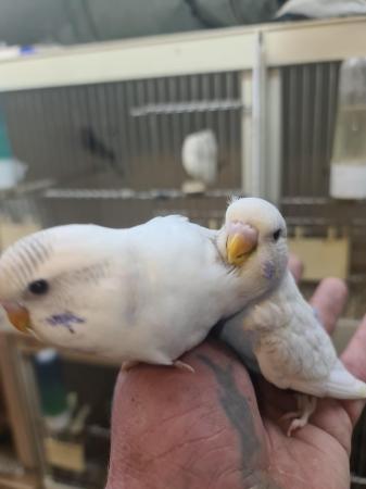 Image 1 of Baby hand tame budgies nearly ready to go to there new homes