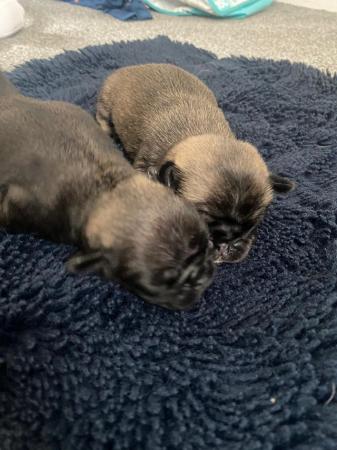 Image 3 of PUG PUPPIES FOR SALE ??