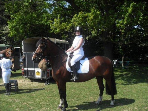 Image 2 of Sharer wanted for Brandy 16.3hh ID x mare