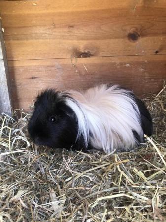 Image 1 of Long Haired Guinea pig with indoor cage