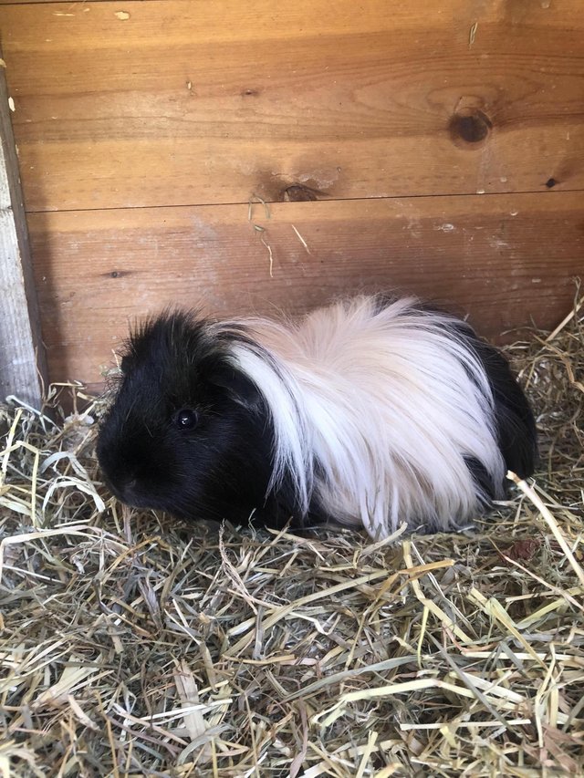 Preview of the first image of Long Haired Guinea pig with indoor cage.