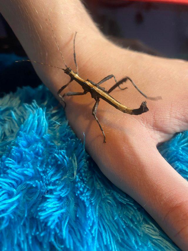 Preview of the first image of Baby/sun Sungaya stick insects.