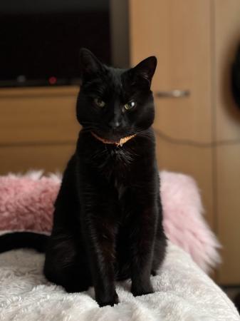 Image 1 of Black Friendly Male Cat
