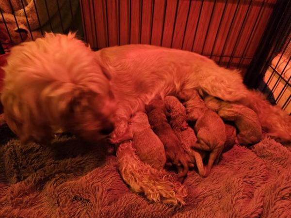 Image 5 of Cockapoo puppies for sale blonde and red