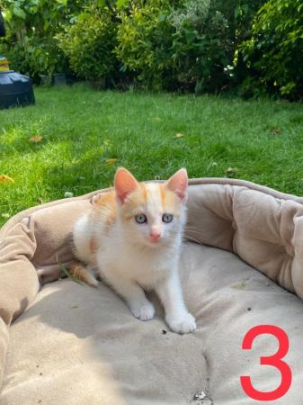 Image 4 of Beautiful Kittens for Sale