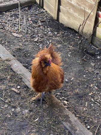 Image 2 of Silkie Cockerels- free to good home