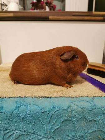 Image 3 of Pure Bred Guinea Pigs For Sale