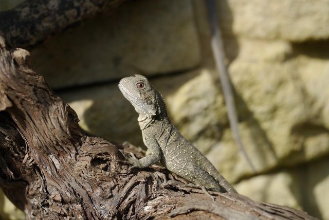 Image 4 of Baby Male Australian Water Dragons (CB Aug 23)
