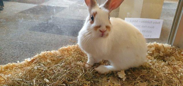 Image 2 of Male Rabbit Available for sale