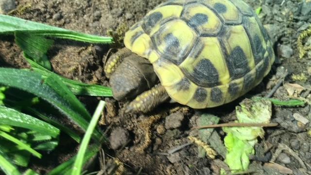 Image 4 of Baby Hermanns tortoises for sale