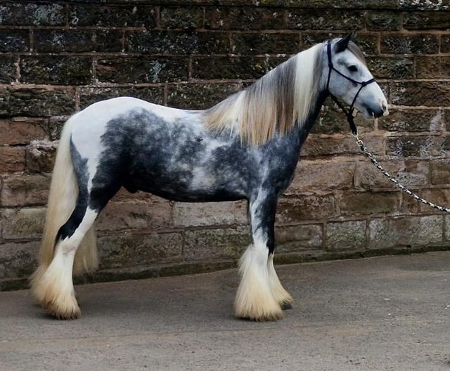 Preview of the first image of Great show cob, Odie, cob, gelding, rising 3, 13.1hh.