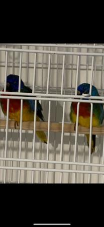 Image 1 of Splendid parakeets for sale