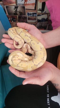 Image 3 of 3 year old male banana ball python with set up