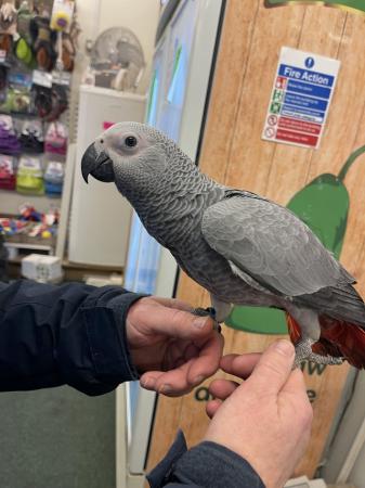 Image 3 of PLEASE READ DETAILS BEFORE MESSAGING! Hand reared parrots