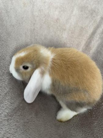 Image 2 of Mini lop bunnies 10 weeks old