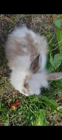 Image 12 of Lionhead with mini lop, 9 weeks old beautiful friendly baby