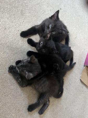 Image 6 of 2 lovely playful kittens Ready Now