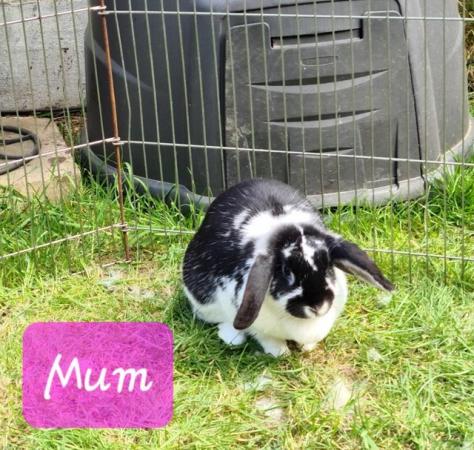 Image 2 of One MALE mini lop cross breed rabbit for sale. READY NOW