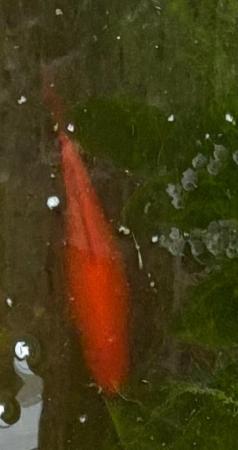 Image 3 of Large pond Goldfish for sale