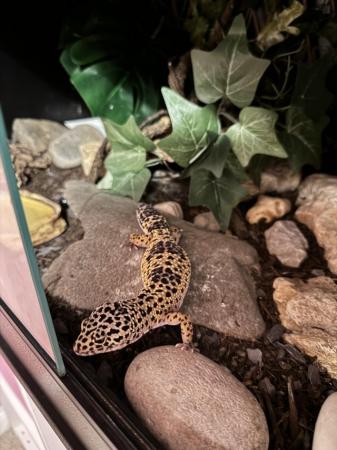 Image 11 of Stunning 1 year old Leopard Gecko and full set up!